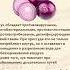 Лук польза для организма человека Какие витамины содержит лук репчатый знаюиделаю