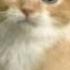 Песня Ты мой миленький хорошенький мой котик с картинками котов