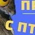 Приколы с птицами Попробуй не засмеяться