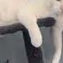 This Is My Cat Her Name Is Bow Subscribe If You Like Cats