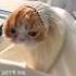 Fan Made Dusty Dubs Cat Compilation Part 1 Of 3 Shorts