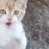 Kendini Aslan Zanneden Kedi