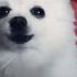APT Dog Version