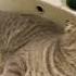 Scottishfold Calm Cat Relax Love Anime Shorts Viral Short