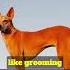 The Basenji A Unique Breed Of Dog Shorts