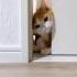 Open The Door Cat Funnycat Funnyvideo Funny