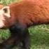 Red Panda Surveyor