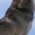 Wolf Howl Sound Effects All Sounds Review Direct Download Link