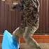 The Unexpected Attack Of The Cougar Animals Puma Braige Pumacat Cougar