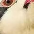 Keklik Sesi En Güzelleri Partridge Sound Звук куропатки Sawt Alhajal صوت الحجل هو الأجمل