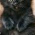 Cute Kitten Sing Song Funny Cat Singing Lipsync Viral Brainrot Funnycat Fypシviral Fyp Fypage