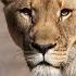 African Lion Amazing Animals