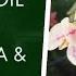 How To Make A Proper Soil For Boganvalia Care