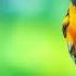 RESTORATION OF THE NERVOUS SYSTEM Gentle Music Calms The Nervous System And Pleases The Soul