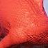 BEST T Rex Velociraptor Ultimasaurus Kelmayisaurus DINOSAUR JURASSIC Evolution 2