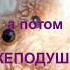 Новоселье ёжика Песня котоёжика ёжик новоселье новосельеёжика
