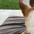 Play With Me Basenji Sisters Basenji Puppyplaytime
