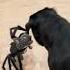 Fear Of Spiders Pet Phobias