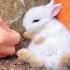 Oltin Quyoncha Obuna Bo Ling Qiziqarli Ma Lumotlar Rabbbit Quyon Rabbit Money Pul Biznes