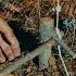 Survival Traps Bushcraft Survival Outdoors Trap
