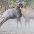 Nilgai Fight Animals Short Youtubeshorts Nilgai Wildcircle10x