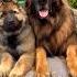 Germanshepherd Puppy Music Remix Song Lifeisbutadream Europeandoberman Doberman Whowillbe