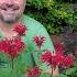 See It Love It Take It Cool Plants And Freebies For Garden Guests