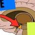 2 Minute Neuroscience PTSD