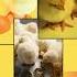 The Color Yellow Fun Facts Things That Are Yellow Shorts Learncolors