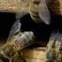 The Waggle Dance Inside The Animal Mind BBC