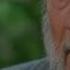 Halloween 6 The Curse Of Michael Myers Producer S Cut Dr Loomis With Tommy Doyle