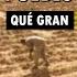 África El Niño Salvó A Su Pueblo Del HAMBRE Hecho Real Qué Gran Historia