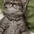 На работу не пойду Богатырский сон Shotrs приколы Animals Funny Cat Funnyvideo