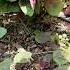 Pick Young Red Amaranth In The Garden Farming Shorts Garden