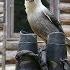Martin S Old Off Grid Log Cabin 51 Return To Sven S Cabin