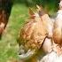 CHICKEN PECKING ORDER Problems That You Can Overcome 10 Sickness Pecking Signs To Watch Out For