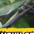 Suara Pikat Kolibri Kelapa Kolibri Manggar Wicu Wicu Wiceh Cuitan Anakan Bikin Gerombolan Datang