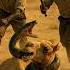 Would You Save The Camel Bitecore AnimalFights WildVsWild BeastBattles NatureFightClub