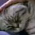 Whiskas RYTP