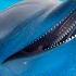 Голоса Дельфинов 1 час для сна Voices Of Dolphins 1 Hour For Sleep