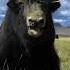 A Very Sharp Horn Wild Yak Wild Yak Shorts Tdvideo