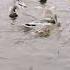 Ducks Quacking Duck Sound Effects For Relaxation And Enjoying Mother Nature Duck Ducks Birds