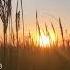 Wait For Right Time Sunset Boat Music Mustafa Al Ritimi Shorts Sunset Music