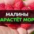 Малины нарастёт море просто подкормите её этим малина урожай огород сад подкормка дача