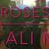 Roses Abi Ali Muisc