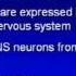 Novel Neuroprotective Therapies