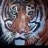 Tiger Dreams And Wild Schemes New Art Canvas Music Drawing Oilpainting Painting Artist