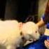 Madison Pettis Singing In The Search For Santa Paws