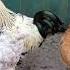 Best животные песня Love топ петух Rooster красота Art Animals New Op юмор игры куры