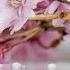Greetings For The Women S Day Happy Spring Holiday Beautiful Ukrainian Video Card